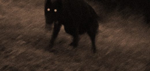 Black phantom dog