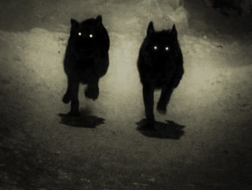 Black dog | ghostly dogs with glowing eyes feature in European folklore